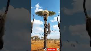 Download Lagu Porcupine vs Leopard: Unexpected Wild Showdown! 🦔🐆 MP3 Download Lagu Porcupine vs Leopard: Unexpected Wild Showdown! 🦔🐆 MP3