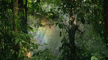 Ecuador Rainforest Ambient Sound