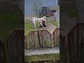 DOG FIGHT over bitch