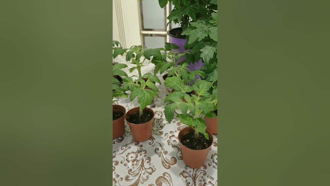 Рассада. Низкорослые балконные помидоры. Обязательно посадите у себя ...