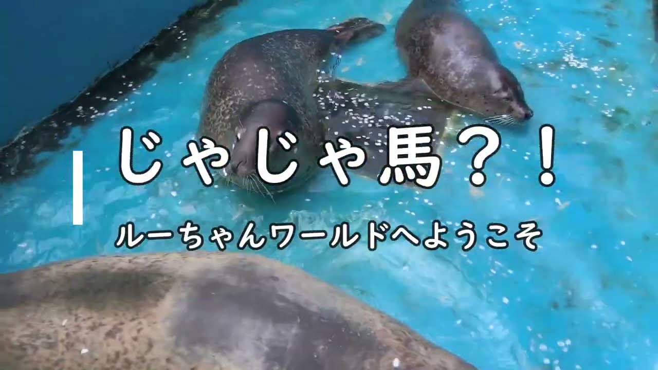 【アザラシ】じゃじゃ馬？！（伊勢シーパラダイス／水族館）