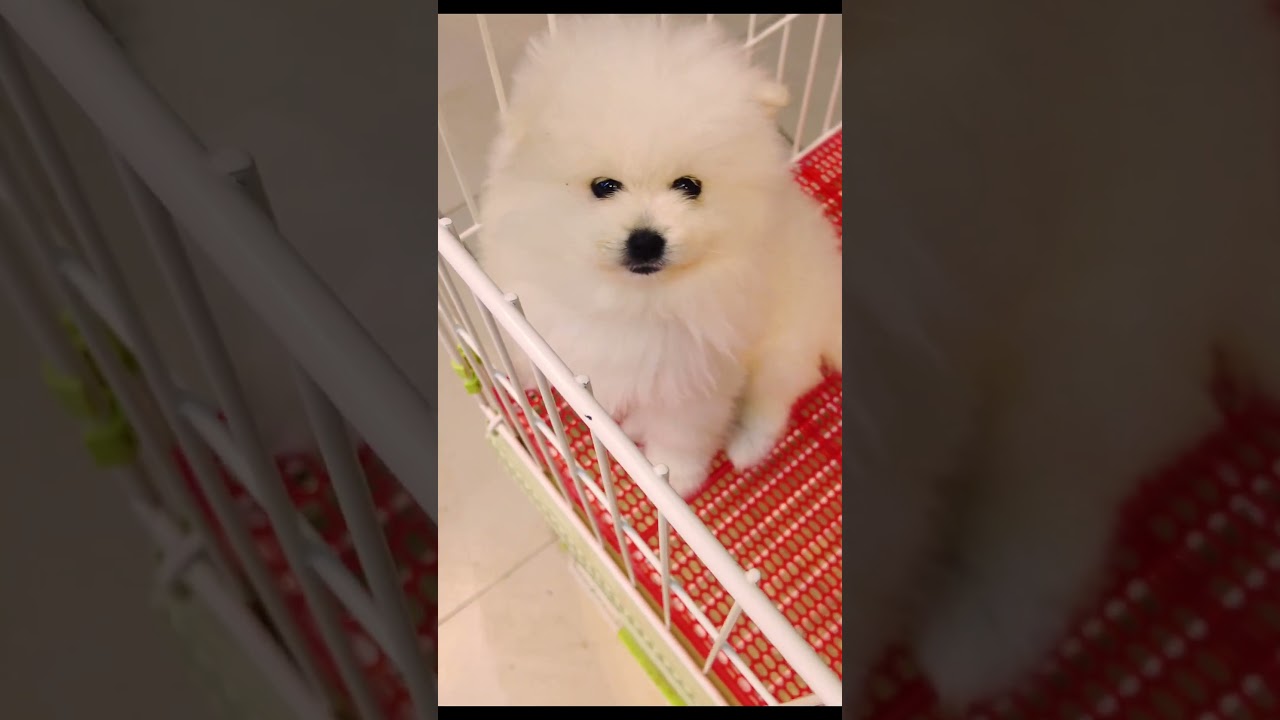 Cute Mini Funniest Animals - Best Of The 2025 Funny Animal Videos 