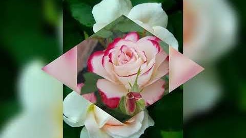 لا تنسوا قراءة سورة الكهف 《جمعة مباركة》♡♡