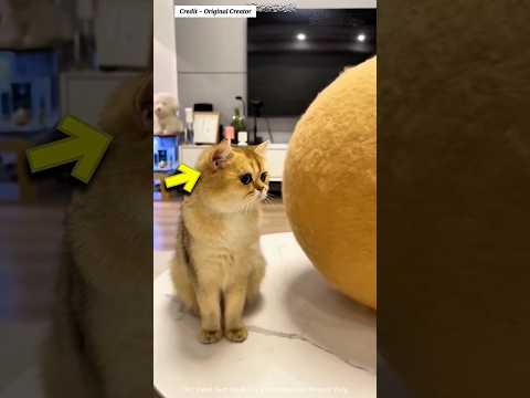 He Made a Hat From His Cats’ Fur… and They Loved It 😻 #shorts
