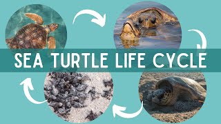 The LIFE CYCLE of SEA TURTLES | The Journey from Hatchling to Adulthood