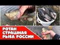 РОТАН на что надо его ловить осенью "САМАЯ СТРАШНАЯ РЫБА РОССИИ"