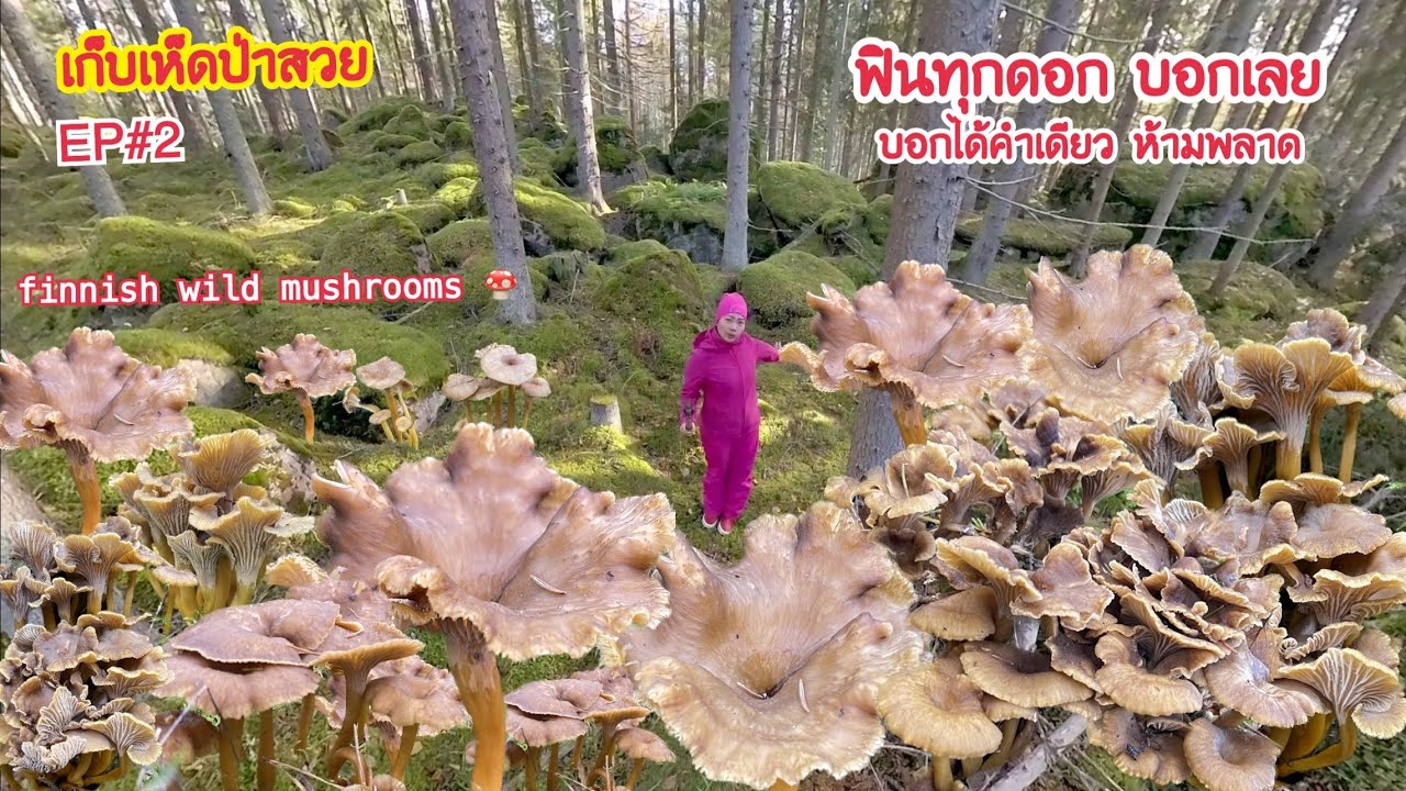 🍄EP#2 เก็บเห็ดป่าสวยห้ามพลาด ฟินทุกดอกบอกเลย