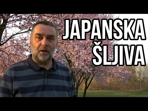 Video: Japanska šljiva (11 Fotografija): Kako Izgleda Japanska Kajsija (Mume)? Opis Plodova, Karakteristike Uzgoja