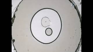 Membrane proteins can be crystallized using lipidic mesophases