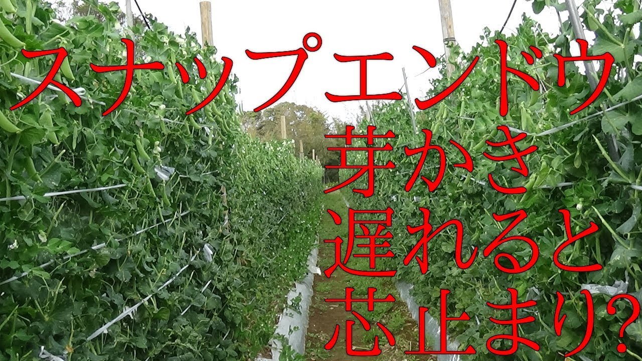 スナップエンドウ 芽かきと芯止まりについて Youtube