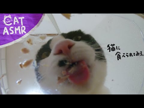 ??ASMR｜猫が皿を舐め回す所を下から見る&食後のグルーミング【咀嚼音】