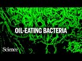 How marine bacteria reshape oil to eat it faster