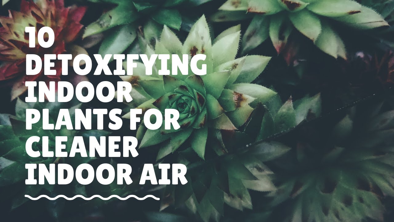 10 Detoxifying Indoor Plants For Cleaner Indoor Air