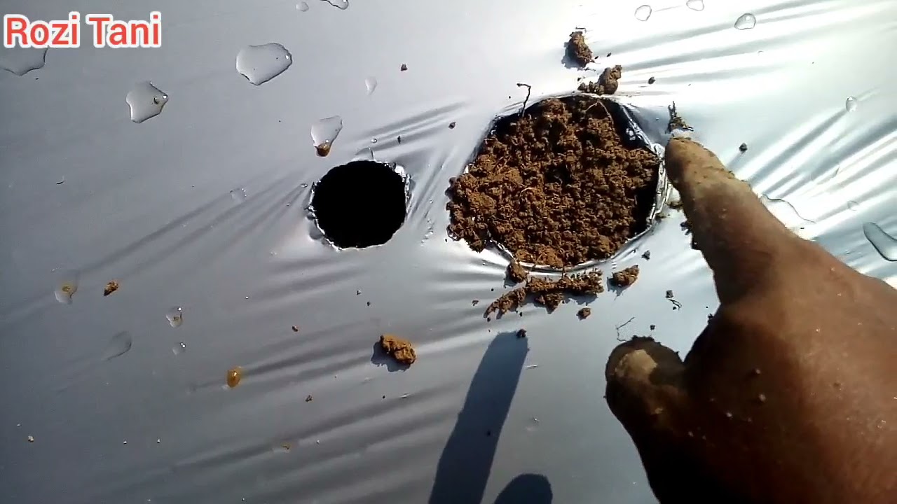 Cara menghindari Uap Panas Mulsa Plastik pada Tanaman