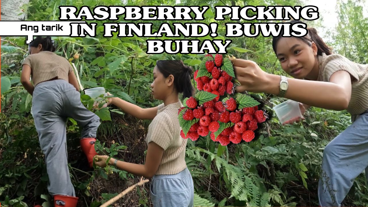 RASPBERRIES PICKING IN FINLAND | INAKYAT ANG BANGIN |BUWIS BUHAY | FINLAND VLOG