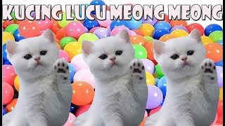 anak kucing meong meong (kucing putih narik mobil truk )  part 11 by si meong meong kucing lucu 18,418 views 3 weeks ago 4 minutes, 19 seconds