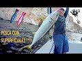 Pesca con Popper MUY EFECTIVO  JURELES !!