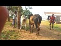 Kangayam bull matting | Sevalai bull | Kangayam Maadugal