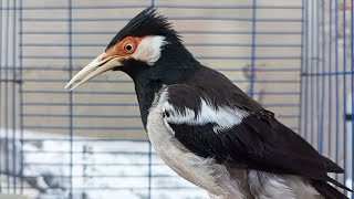 Pancingan Jalak Suren Gacor Mompa Full Variasi - Masteran Suara Burung Jalak Gacor Full Isian Mewah