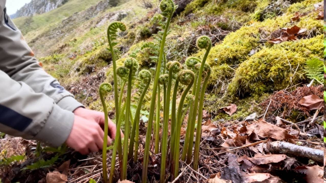 上山打野採廣東苔，比蕨菜更好吃，掰起來太爽了！ #川農小韓 #food #mushroom #eat #美食 #cooking #delicious