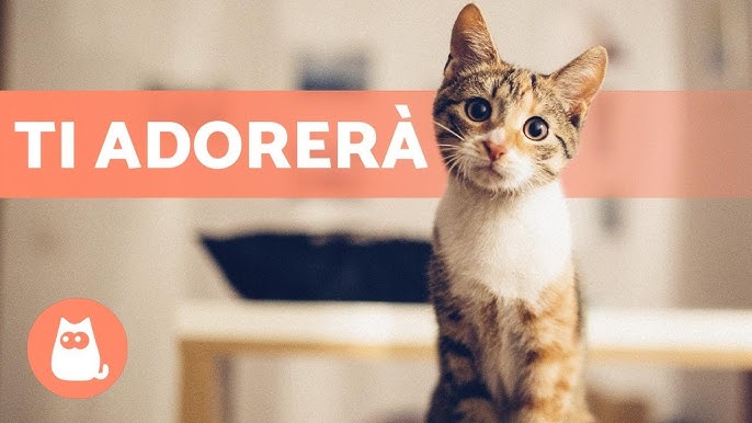 Come conquistare LA FIDUCIA di un gatto 🐾🐈 5 CONSIGLI utili! 