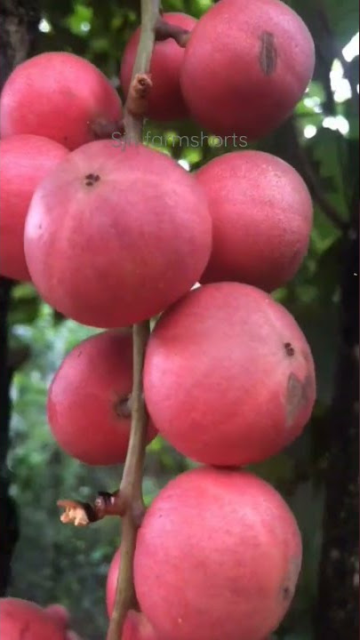 Red menteng fruit(Baccaurea racemosa)#fruit #shorts #shortvideo