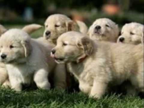 fuzzy puppies fuzzy puppies fuzzy puppies fuzzy puppies