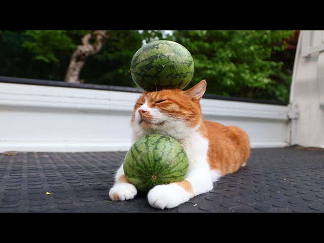 小玉スイカ のせ猫 250809 - YouTube