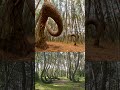 Los Bosques Más Extraños del Planeta 🌳