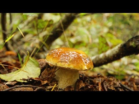 Video: Boletus Va Boletusni Qanday Qilib To'g'ri Tozalash Va Yuvish Kerak, Oyoq Va Qovoqlarni Tozalash Kerakmi