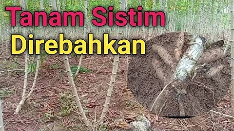 Review singkong Garuda umur 6 bulan || sistim tanam direbahkan