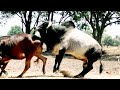 HF COW v/s DESI BULLS mating | unsuccessful attempt एचएफ गाय और देसी सांड