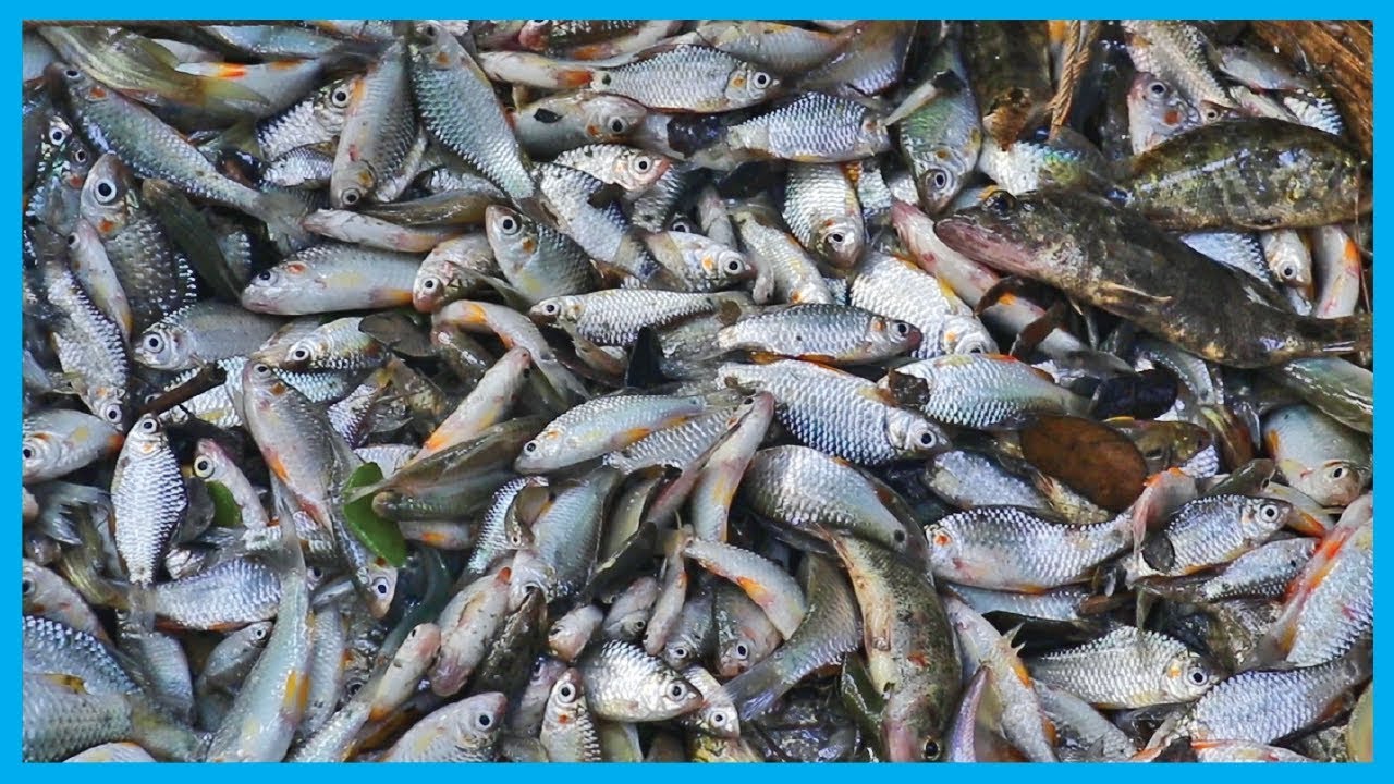 How Villagers Collect Fresh Pond Fish after Pond Fishing (Part 18