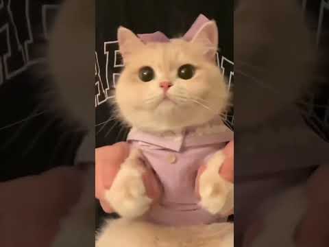 Cute Cats I found on internet part #62  #cat #kitten #cats #trendingshorts #shorts #kitty #funnycat