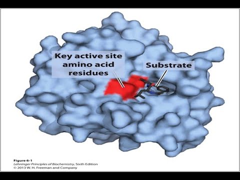 Enzimlerin Yapı ve Fonksiyonları 2