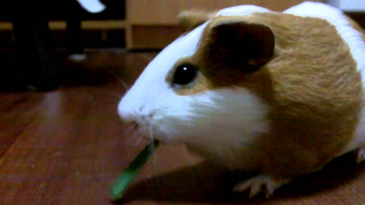 Henry the guinea pig eating a piece of pandan leaf. YouTube