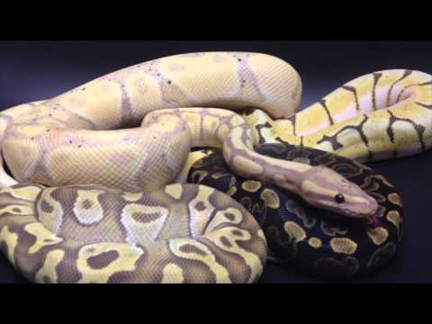 Royal Ball Python Morph Maker