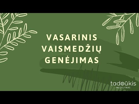 Video: Geriausias laikas genėti vaismedžius – kaip genėti vaismedį