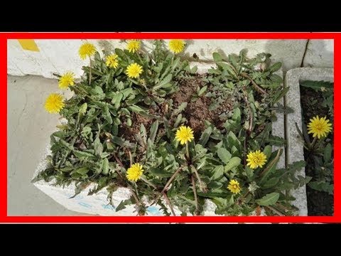 傢裡有蒲公英，有什麼妙用？
