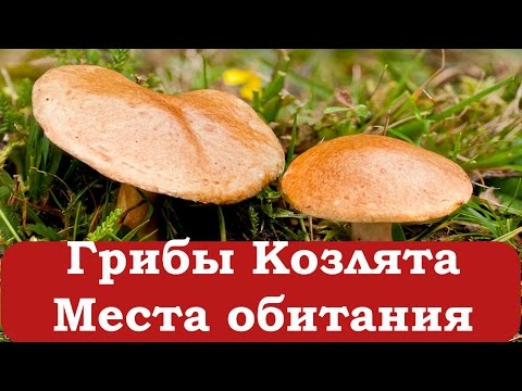 Грибы Козлята. Начинающему грибнику