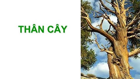 Thực vật dược | Buổi 3: Thân cây (Phần 1)