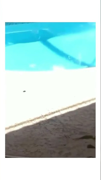 Cat commits suicide | Pussy got some big balls | #shorts