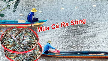 Visseizoen in de rivier - De hele markt is druk