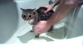 Как помыть кота. Кот ругается матом! Как помыть кота. Кот ругается матом!