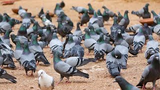 PIGEONS  4K VIDEO | 4K ULTRA HD VIDEO by Animal Planet ZONE 104 views 11 months ago 3 minutes, 1 second