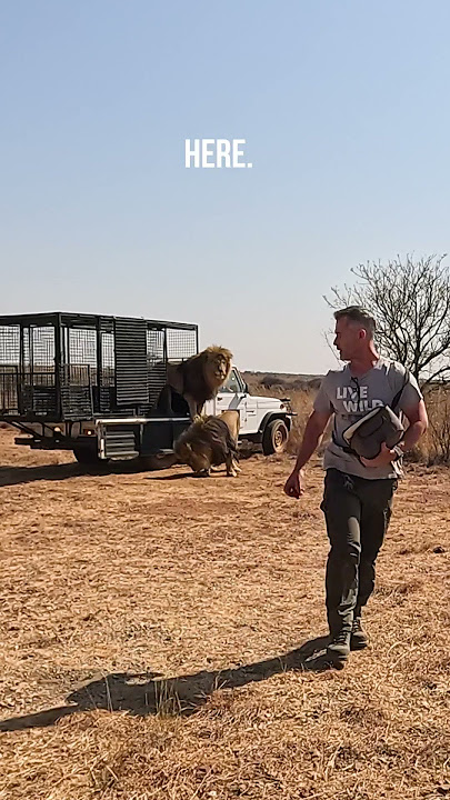 Taking RESCUED LION BROTHERS for a Walk #cat #wildlife #fun