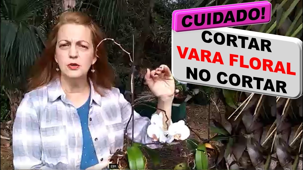 Como Meterse En Un Jardin Episodios
