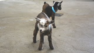 Super funny baby Nigerian dwarf goats are the cutest and as they jump and play in the barn!