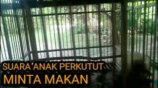 SUARA ANAK PERKUTUT LOKAL MINTA MAKAN