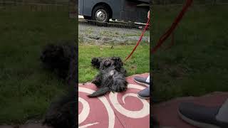 Nelson The Skye.  Leaving. by Bette Luksha-Gammell 45 views 3 years ago 2 minutes, 41 seconds